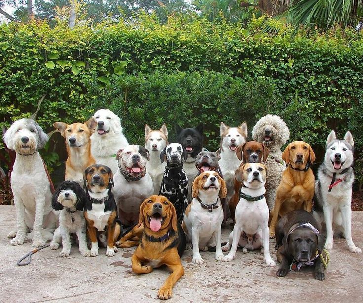 Grupo de cães